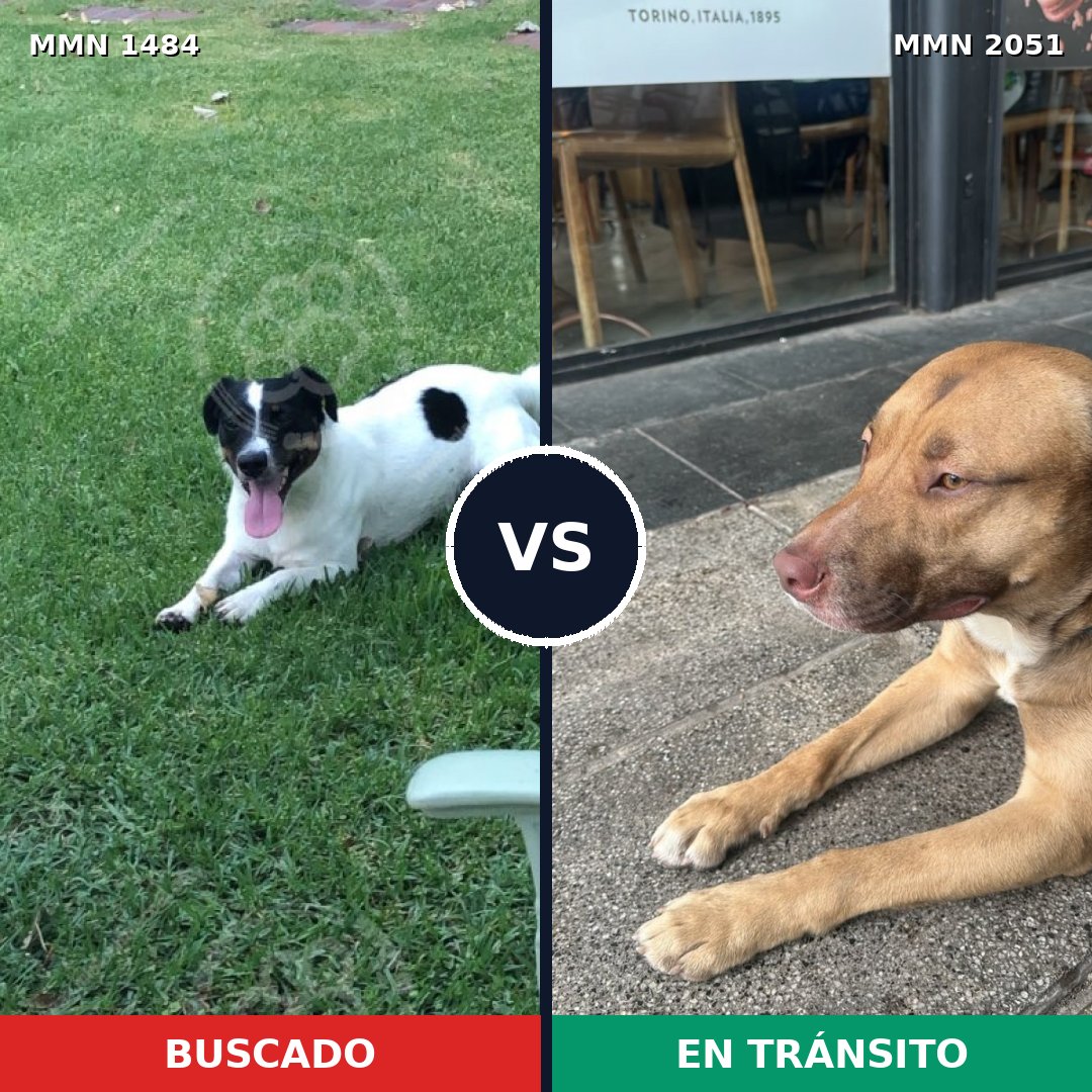 Comparativa MMS 53164: mascota perdida y mascota encontrada, 24% de similitud