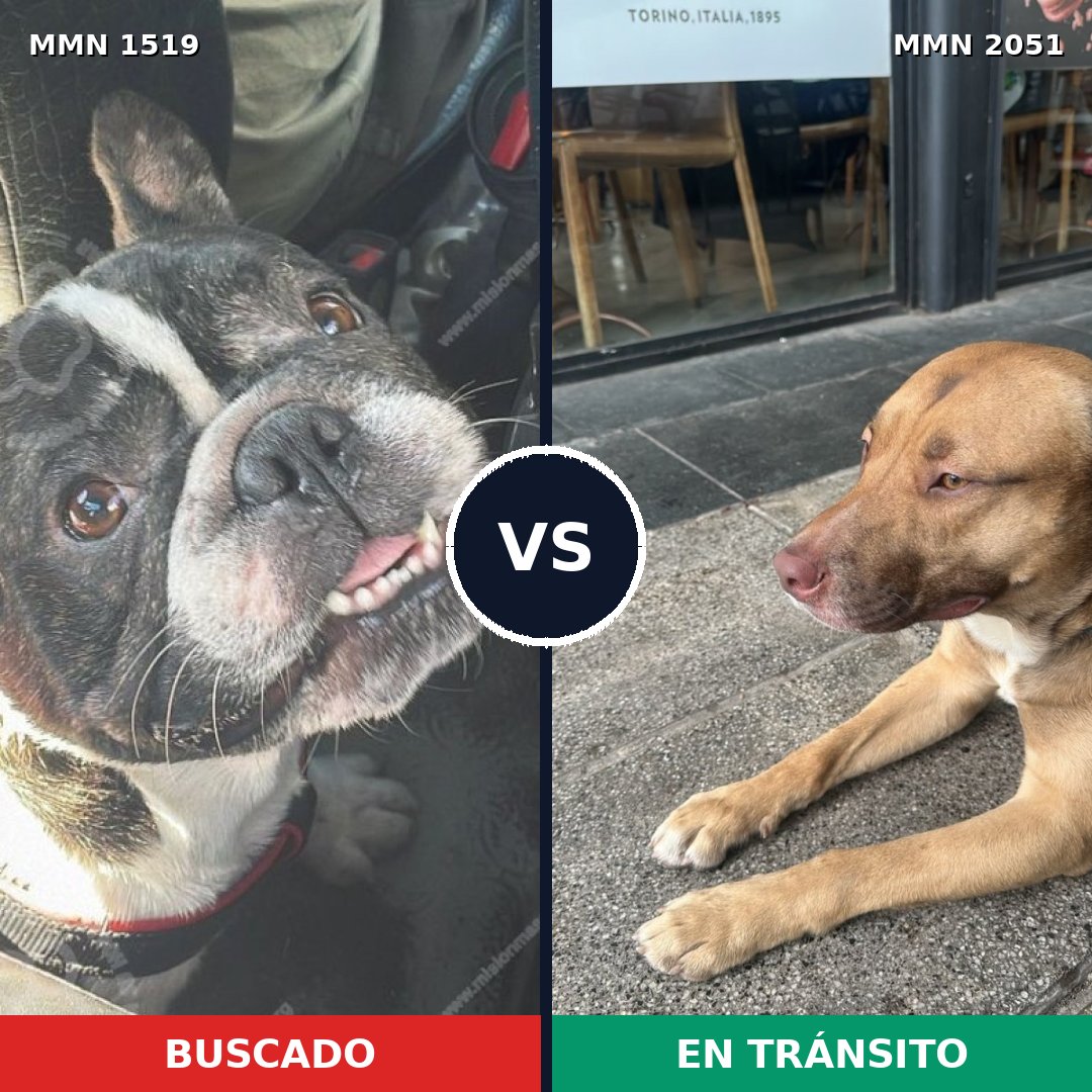 Comparativa MMS 53165: mascota perdida y mascota encontrada, 31% de similitud