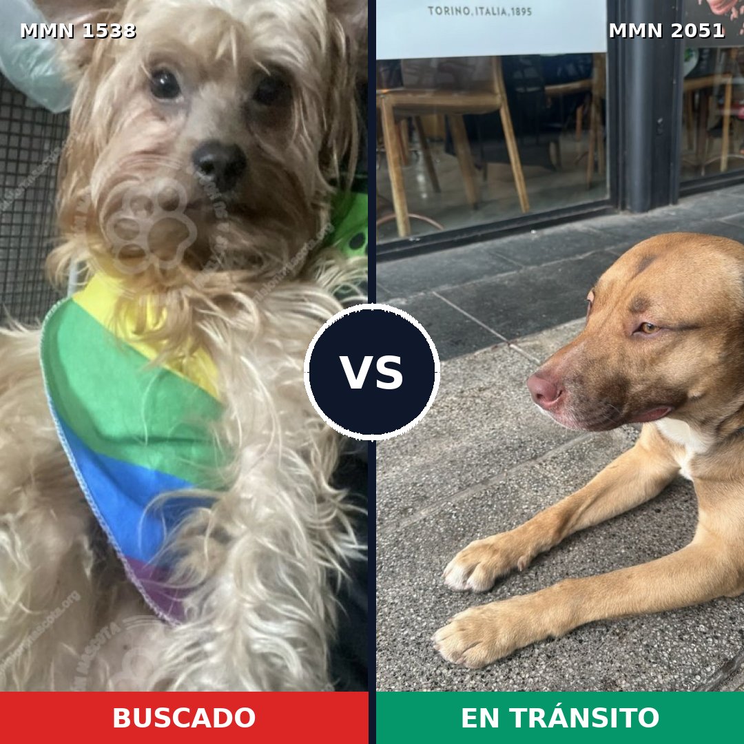 Comparativa MMS 53166: mascota perdida y mascota encontrada, 59% de similitud