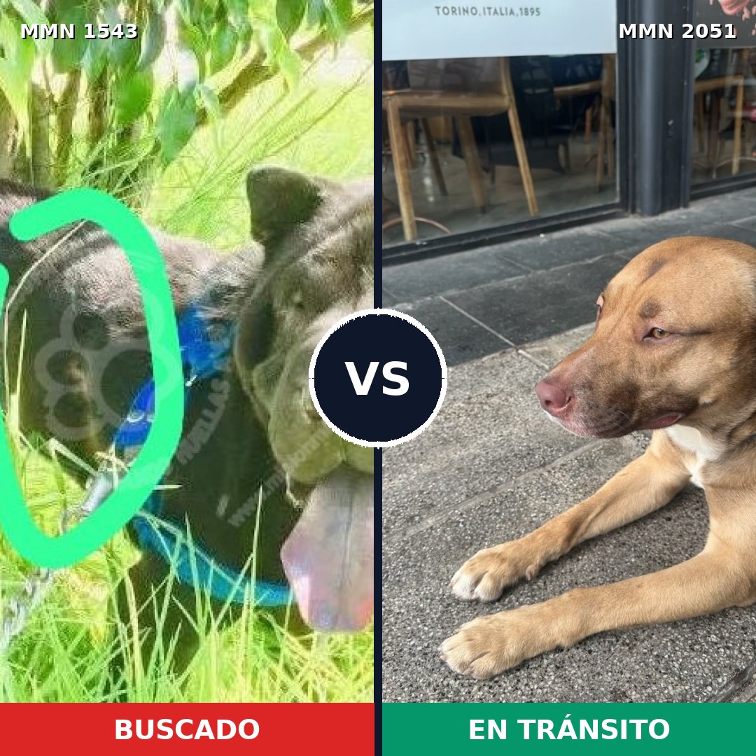 Comparativa MMS 53167: mascota perdida y mascota encontrada, 41% de similitud