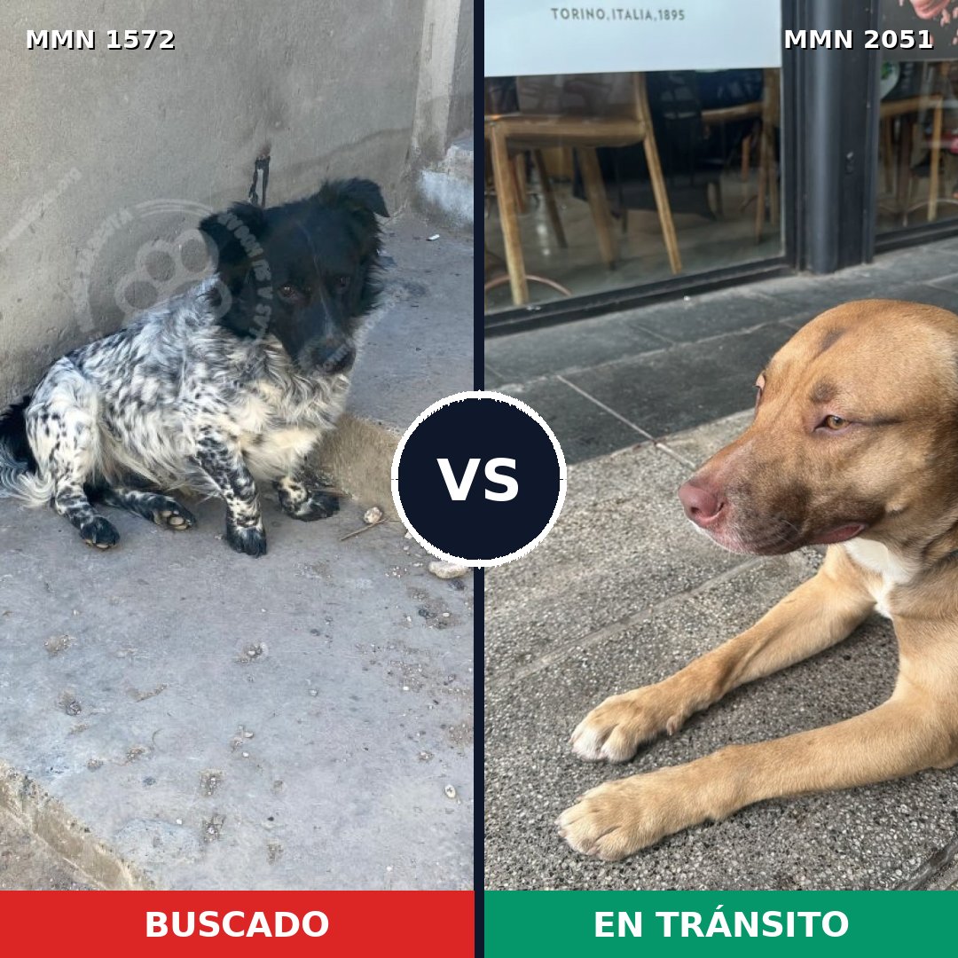 Comparativa MMS 53169: mascota perdida y mascota encontrada, 55% de similitud