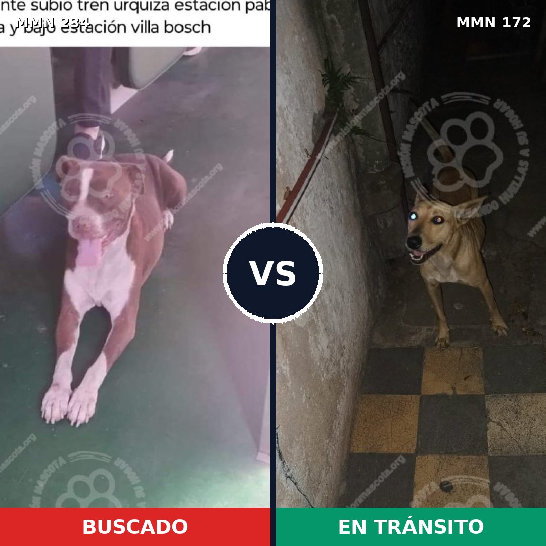 Comparativa MMS 5317: mascota perdida y mascota encontrada, 11% de similitud