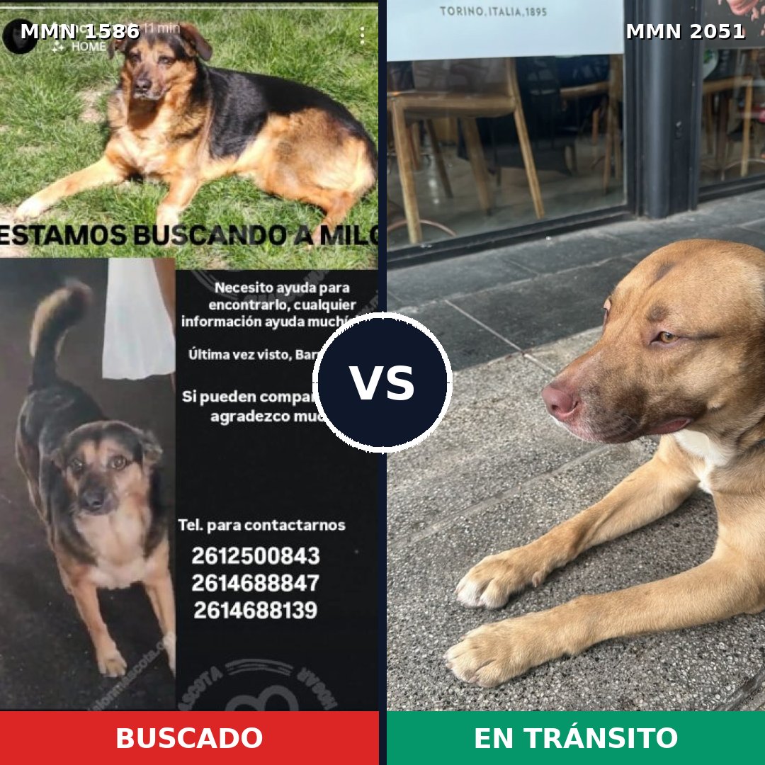 Comparativa MMS 53170: mascota perdida y mascota encontrada, 52% de similitud