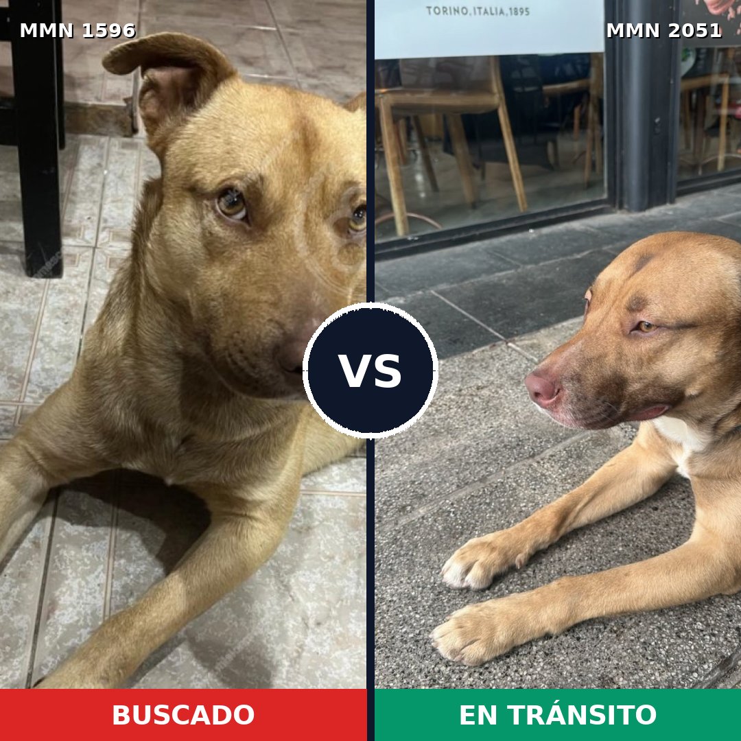 Comparativa MMS 53171: mascota perdida y mascota encontrada, 78% de similitud
