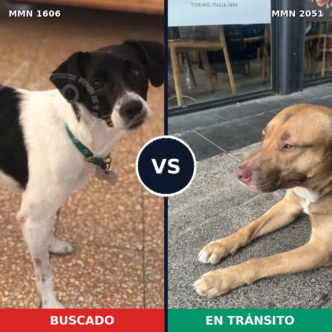 Comparativa MMS 53172: mascota perdida y mascota encontrada, 51% de similitud