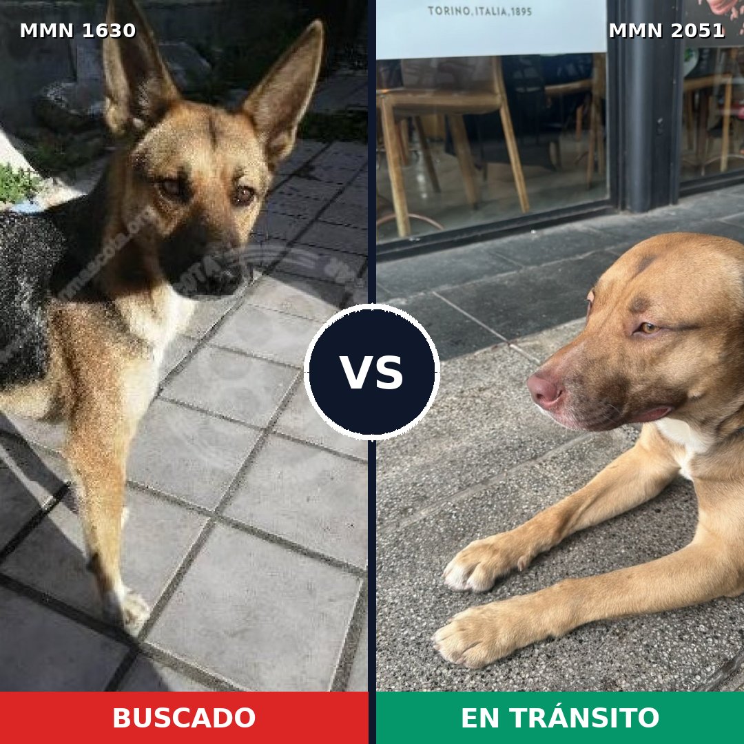 Comparativa MMS 53173: mascota perdida y mascota encontrada, 59% de similitud