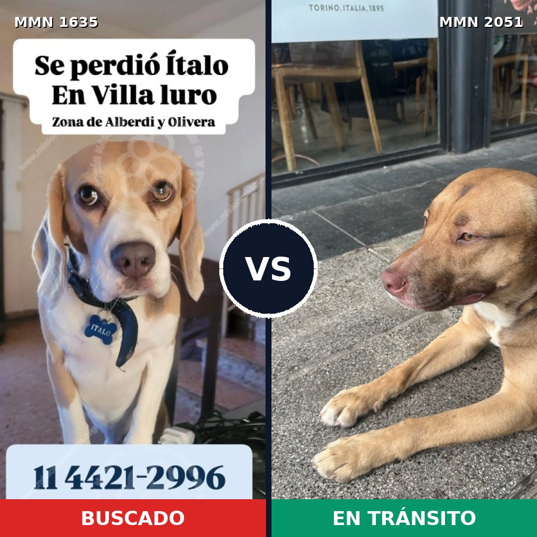 Comparativa MMS 53174: mascota perdida y mascota encontrada, 30% de similitud