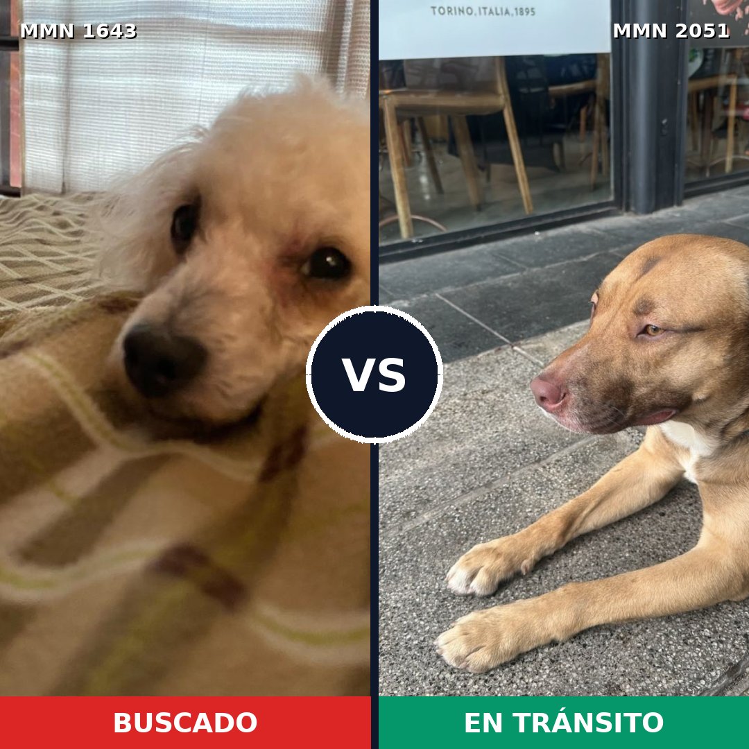 Comparativa MMS 53175: mascota perdida y mascota encontrada, 39% de similitud