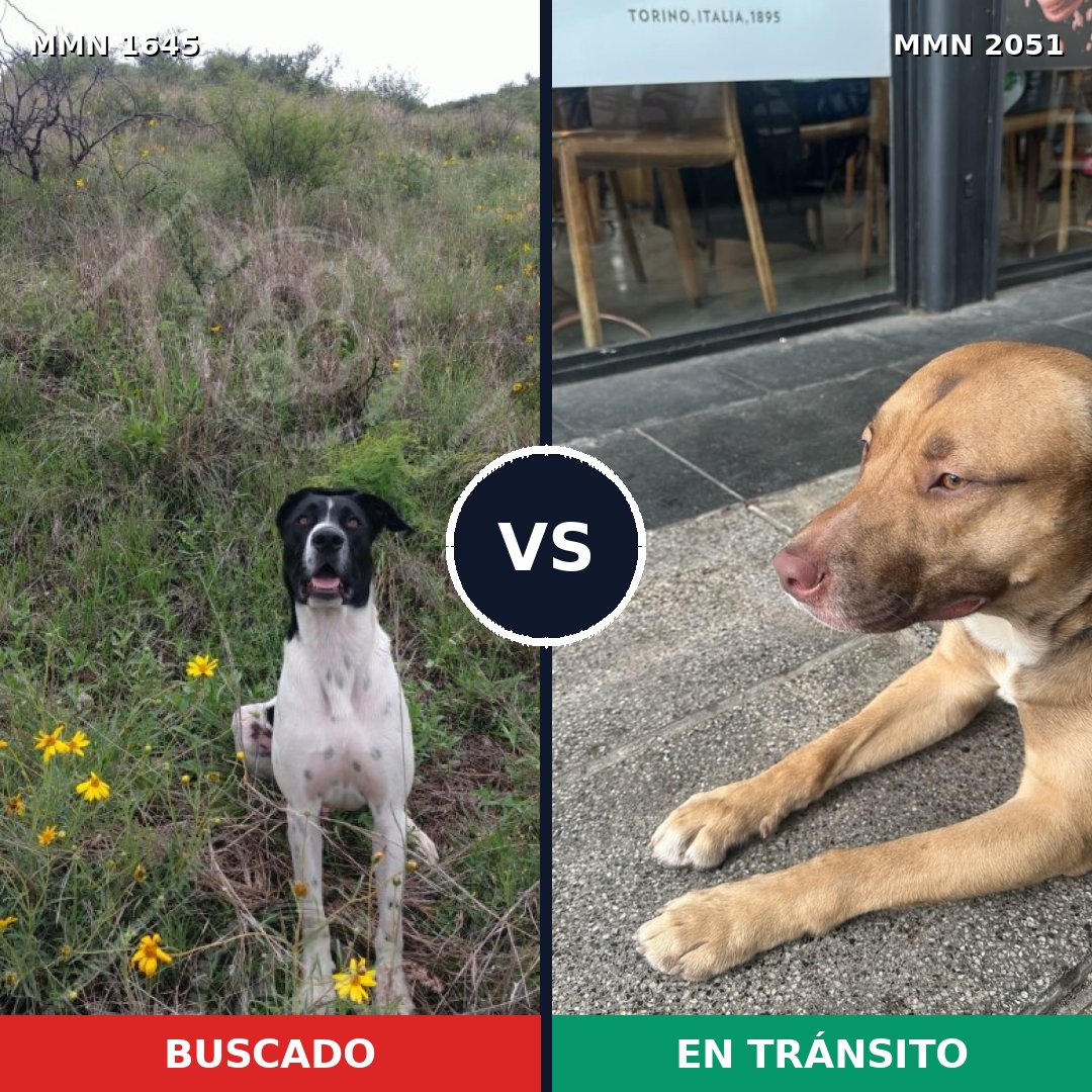 Comparativa MMS 53176: mascota perdida y mascota encontrada, 57% de similitud