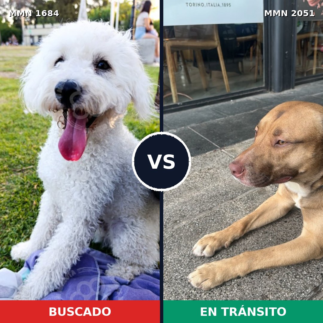 Comparativa MMS 53179: mascota perdida y mascota encontrada, 26% de similitud