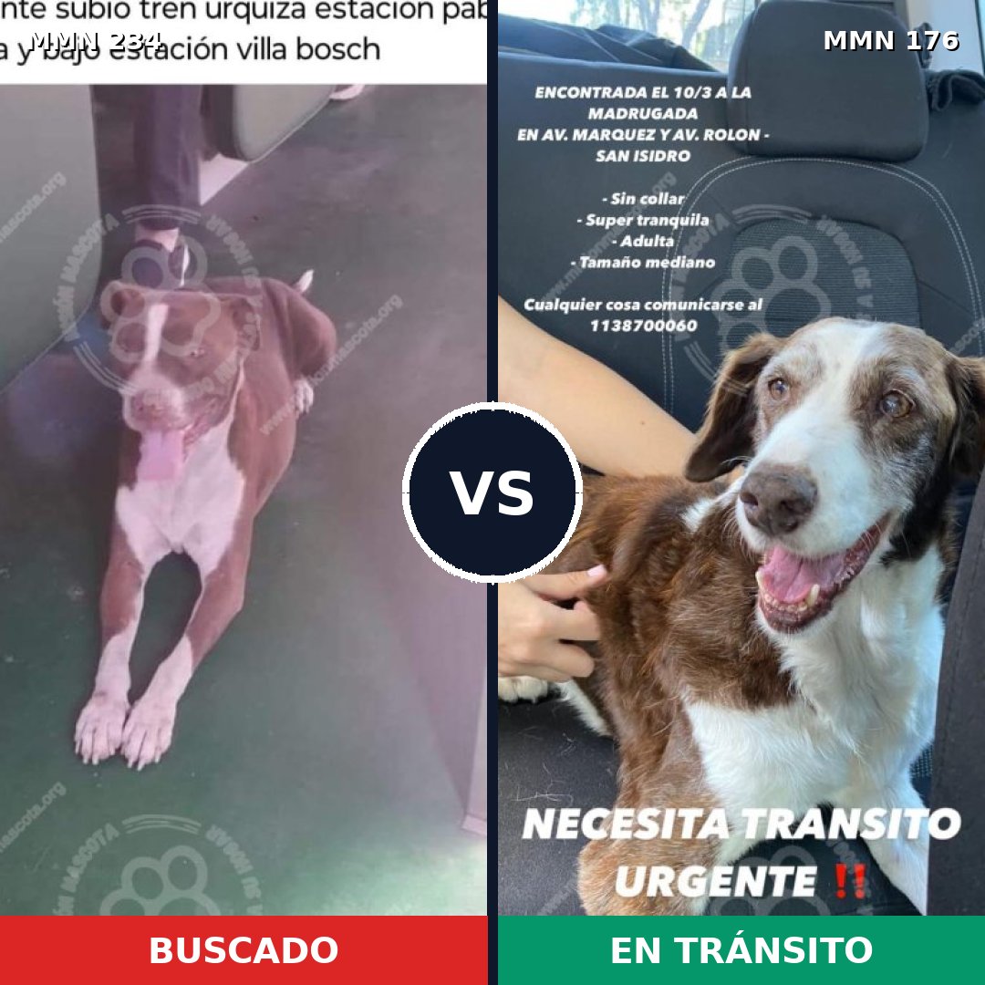 Comparativa MMS 5318: mascota perdida y mascota encontrada, 33% de similitud
