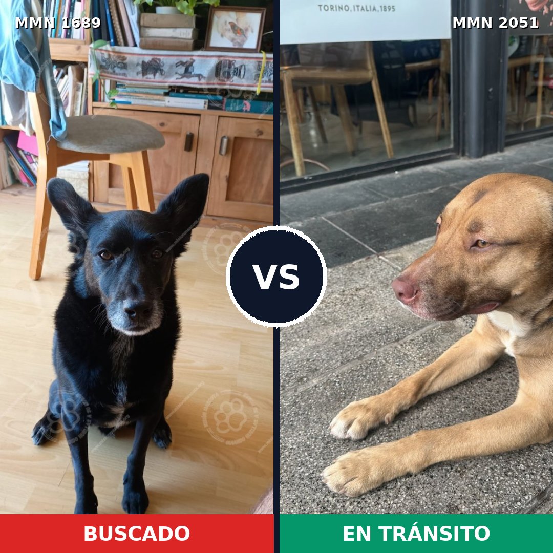 Comparativa MMS 53180: mascota perdida y mascota encontrada, 61% de similitud