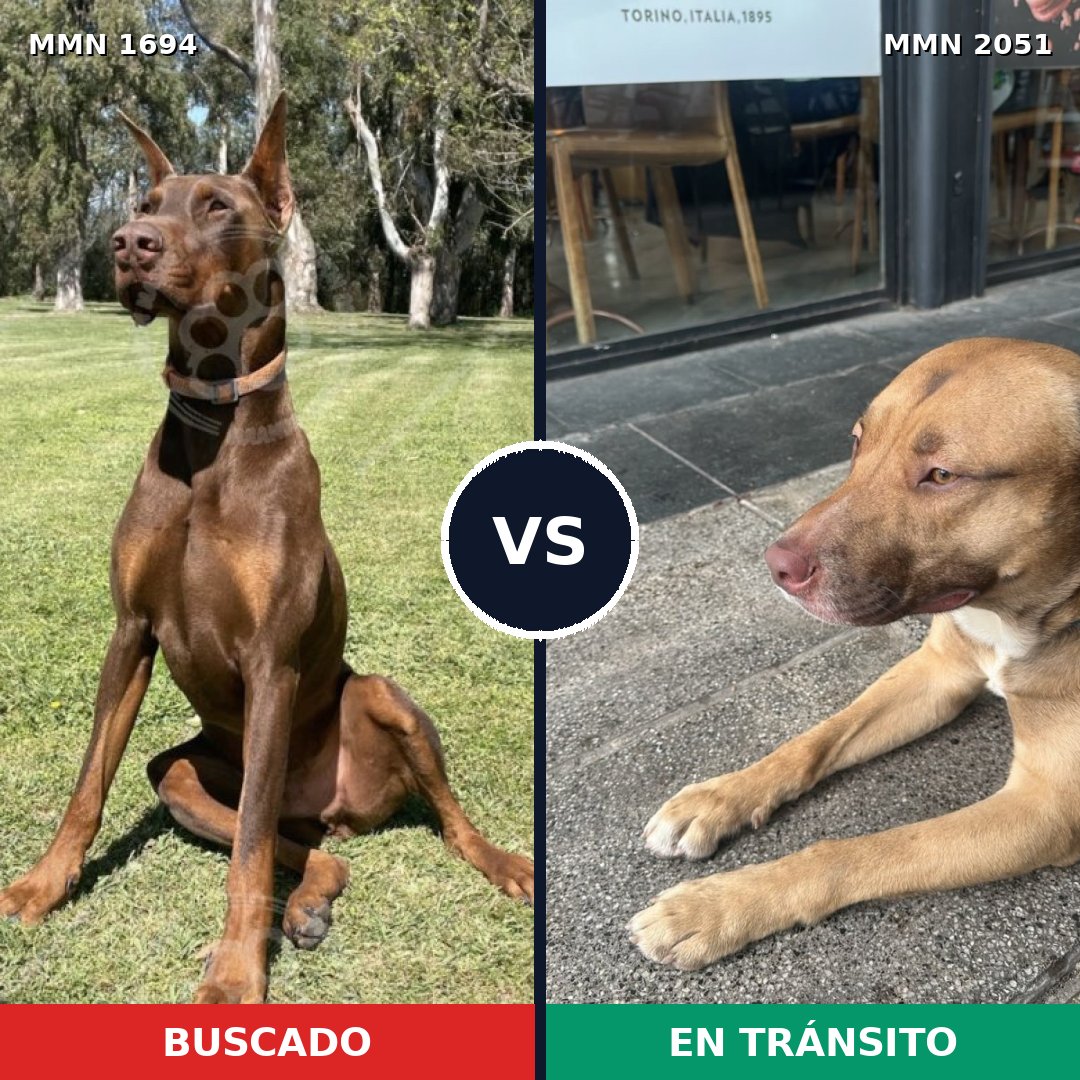 Comparativa MMS 53181: mascota perdida y mascota encontrada, 30% de similitud