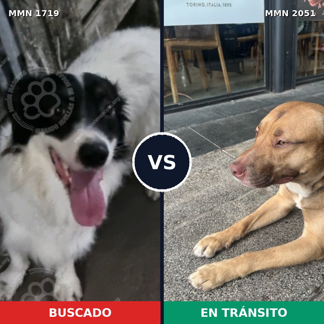 Comparativa MMS 53183: mascota perdida y mascota encontrada, 58% de similitud