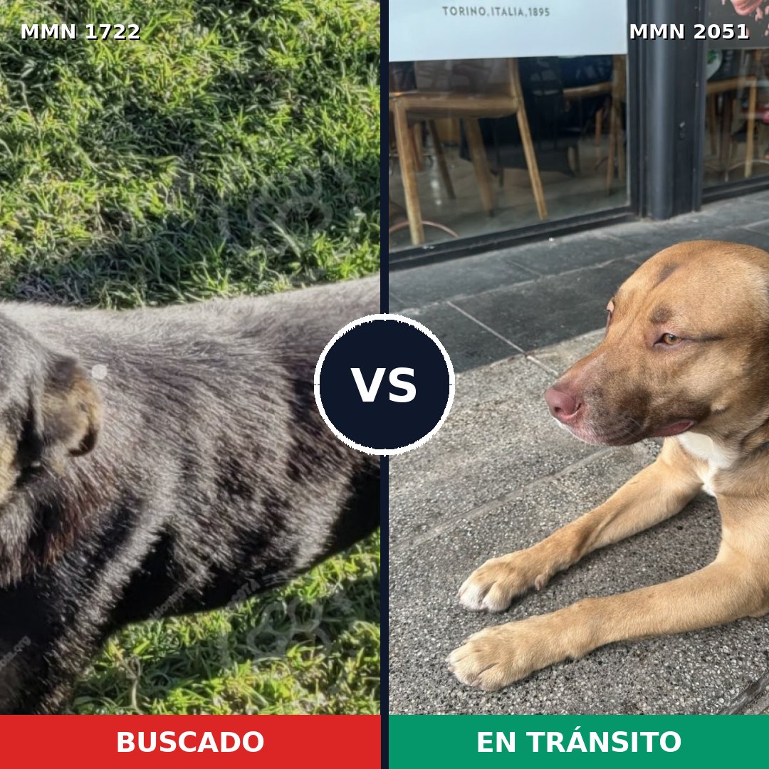 Comparativa MMS 53184: mascota perdida y mascota encontrada, 58% de similitud