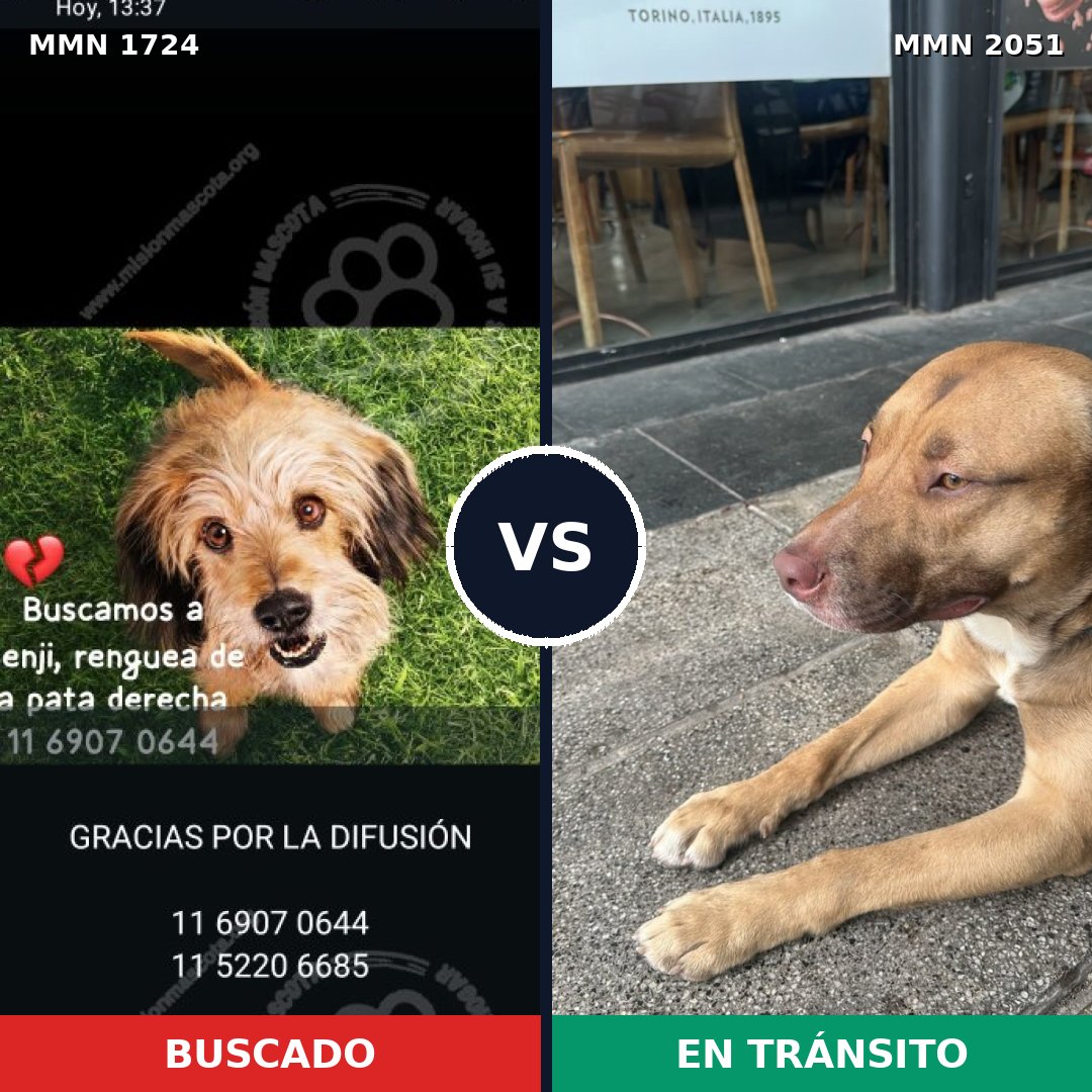 Comparativa MMS 53185: mascota perdida y mascota encontrada, 43% de similitud