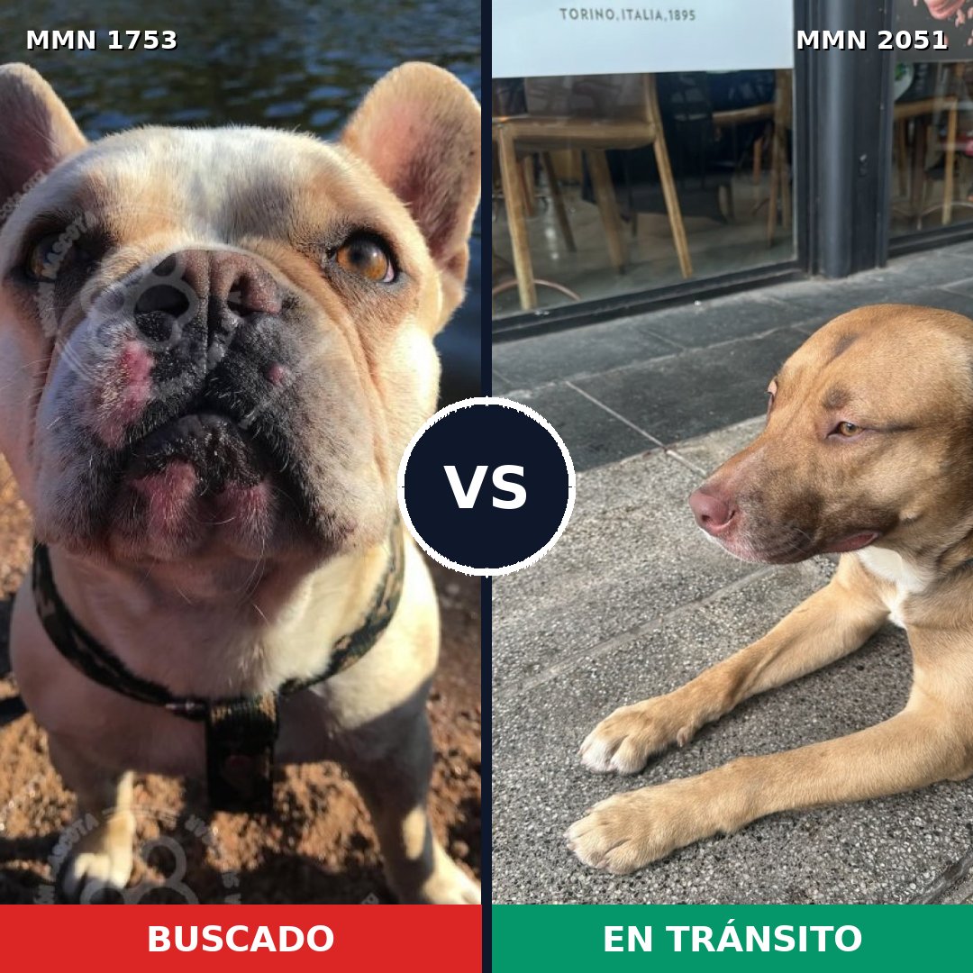 Comparativa MMS 53186: mascota perdida y mascota encontrada, 24% de similitud