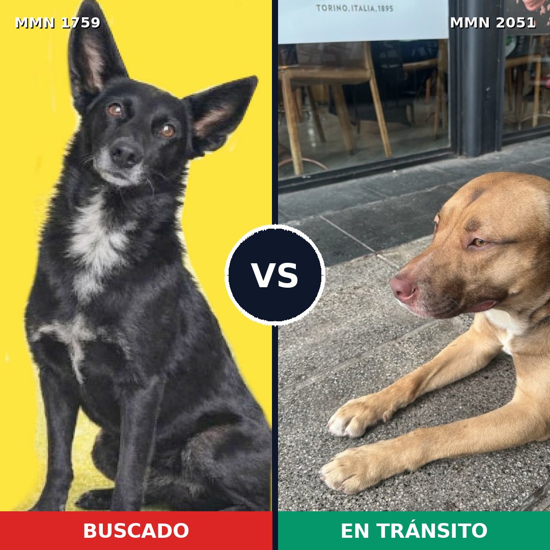Comparativa MMS 53187: mascota perdida y mascota encontrada, 62% de similitud