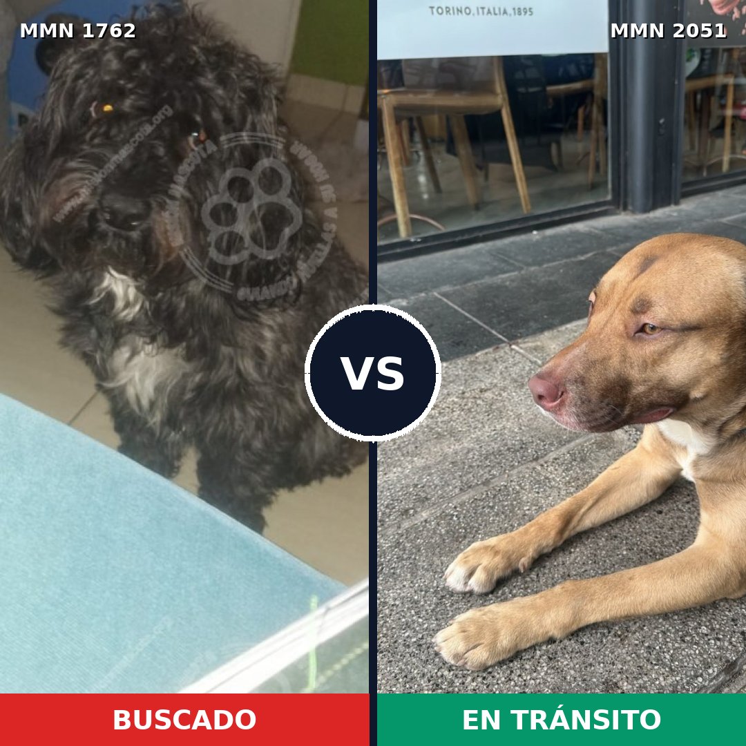 Comparativa MMS 53188: mascota perdida y mascota encontrada, 35% de similitud