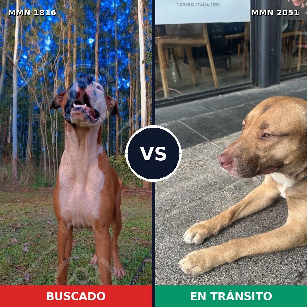 Comparativa MMS 53189: mascota perdida y mascota encontrada, 52% de similitud