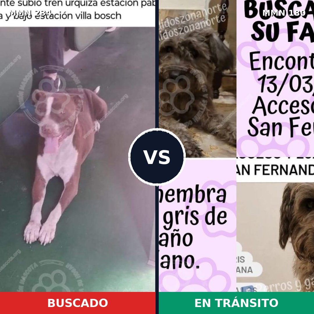 Comparativa MMS 5319: mascota perdida y mascota encontrada, 8% de similitud
