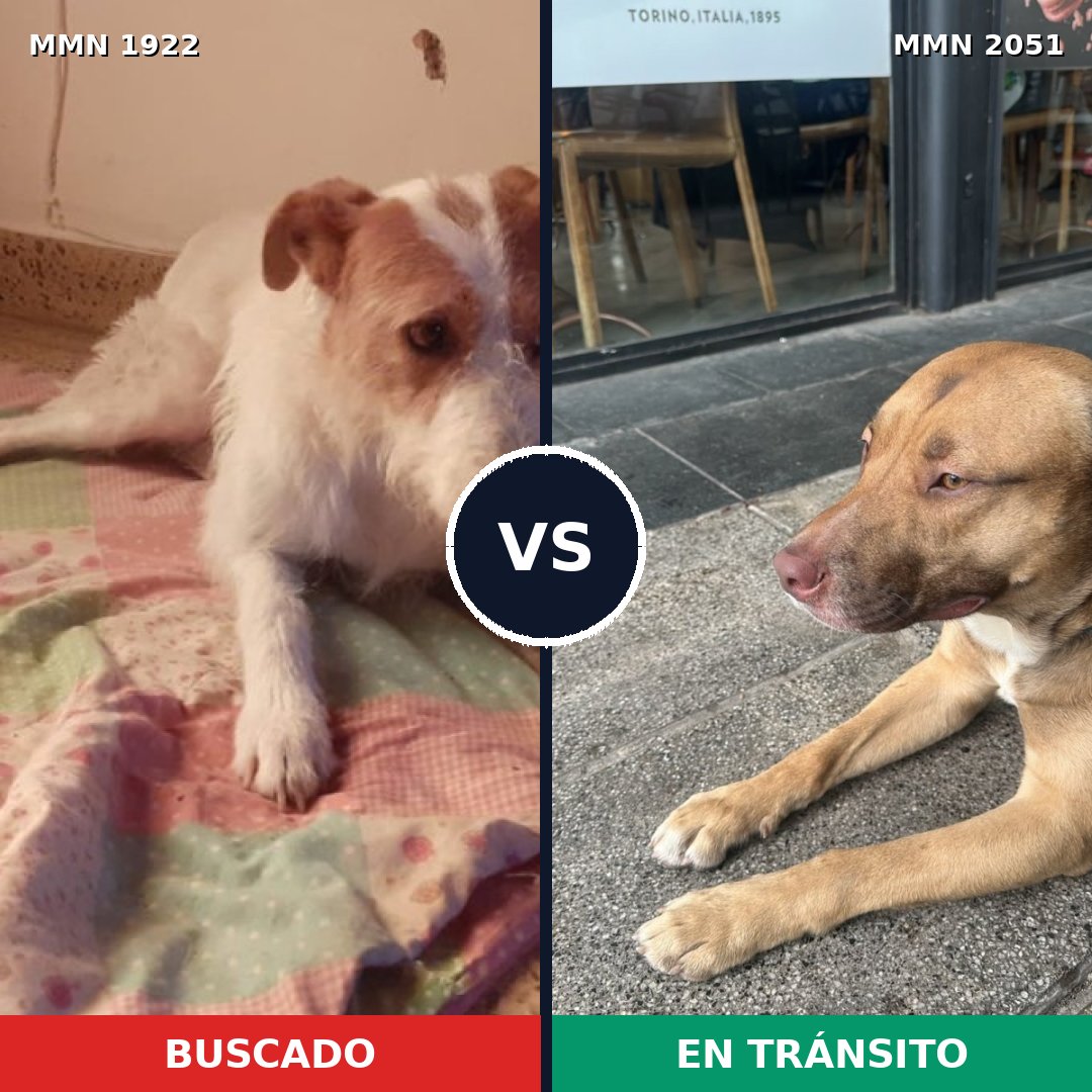 Comparativa MMS 53192: mascota perdida y mascota encontrada, 59% de similitud