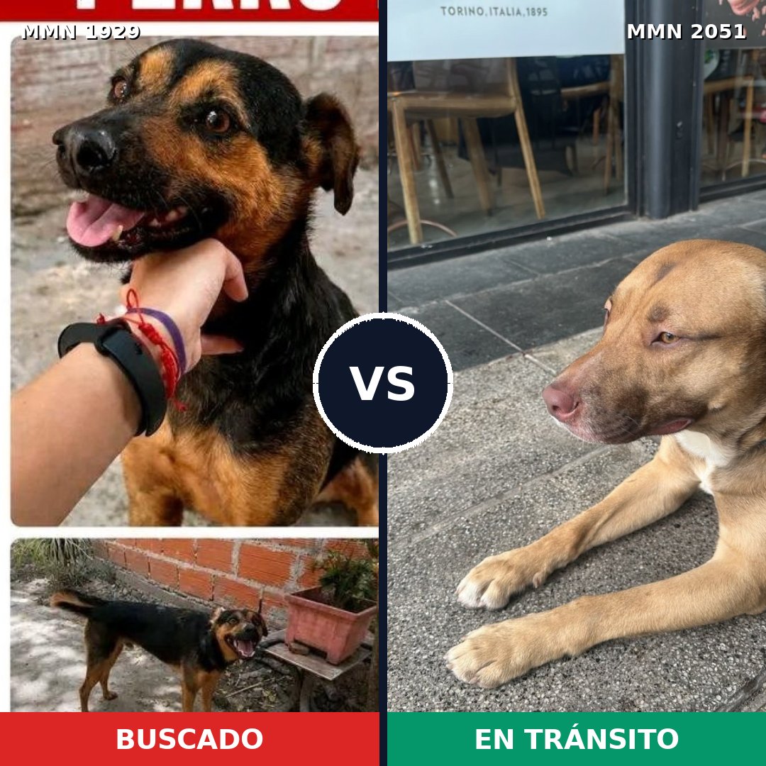 Comparativa MMS 53193: mascota perdida y mascota encontrada, 57% de similitud