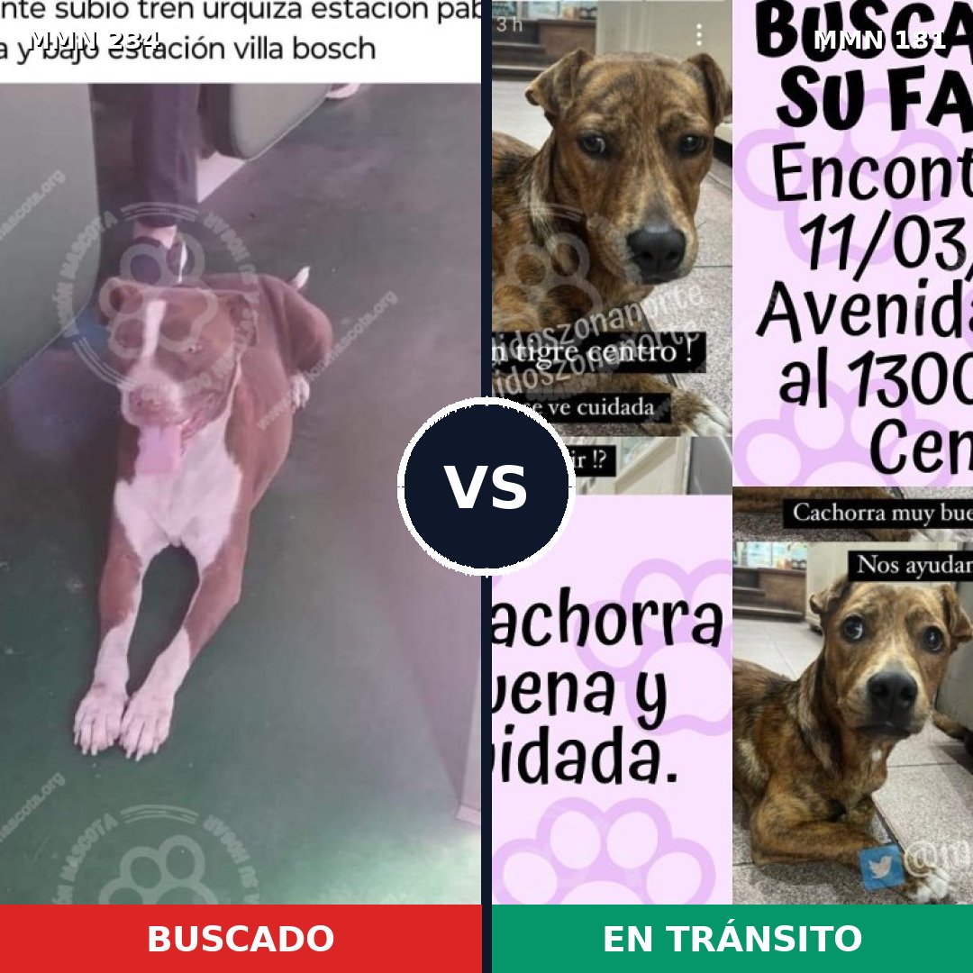 Comparativa MMS 5320: mascota perdida y mascota encontrada, 13% de similitud