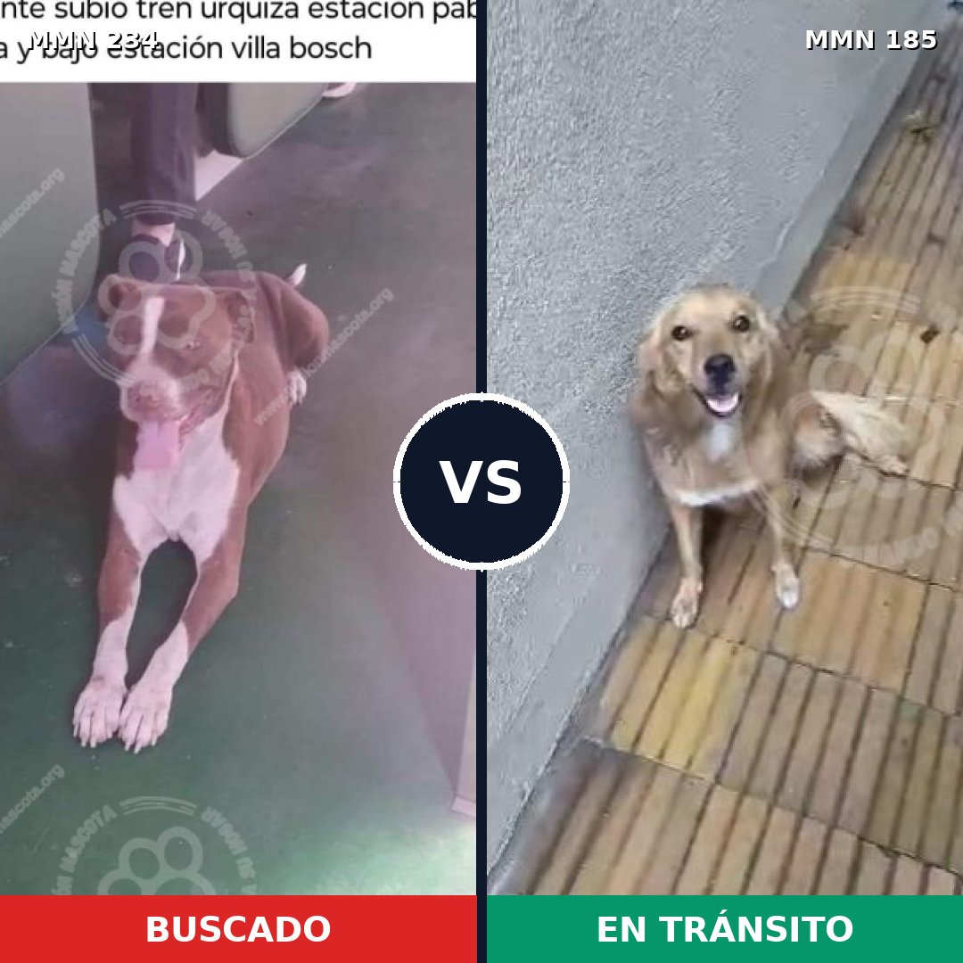 Comparativa MMS 5321: mascota perdida y mascota encontrada, 8% de similitud
