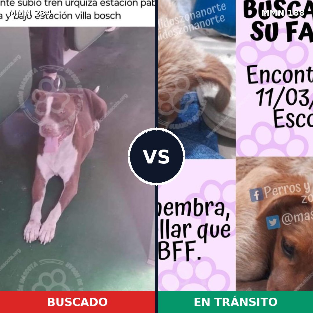 Comparativa MMS 5322: mascota perdida y mascota encontrada, 11% de similitud