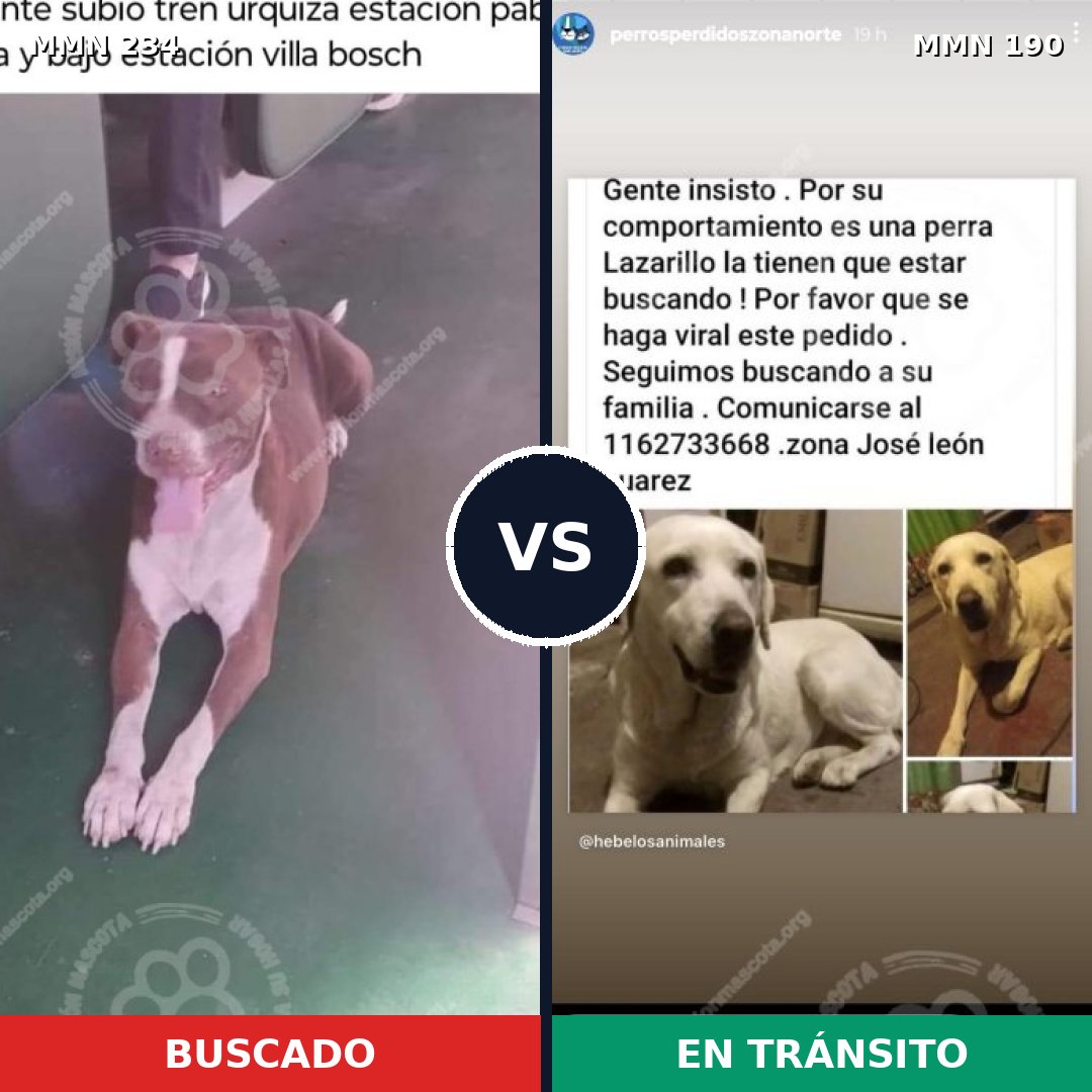 Comparativa MMS 5323: mascota perdida y mascota encontrada, 53% de similitud