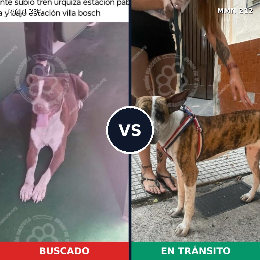 Comparativa MMS 5324: mascota perdida y mascota encontrada, 14% de similitud