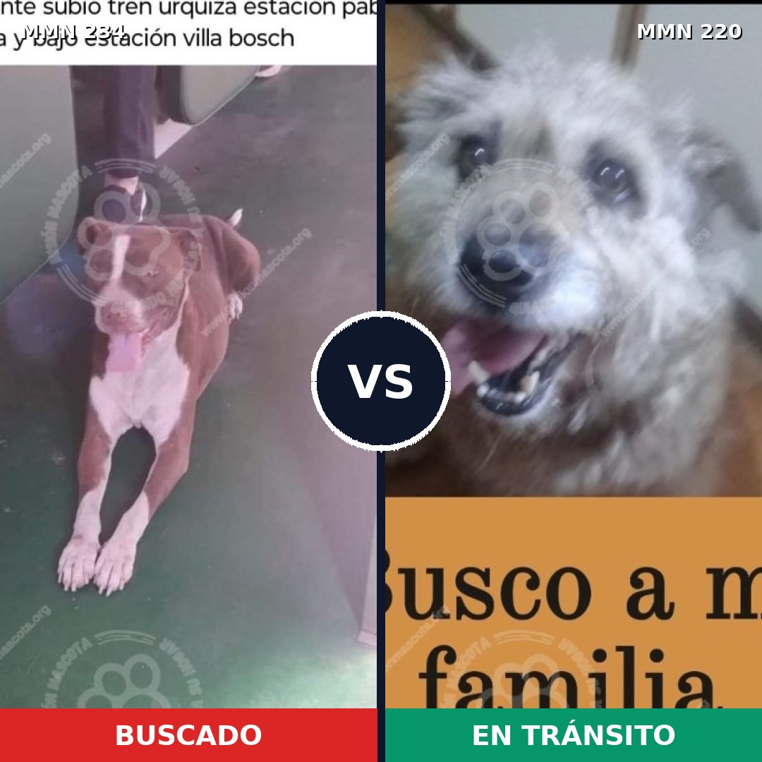 Comparativa MMS 5326: mascota perdida y mascota encontrada, 8% de similitud