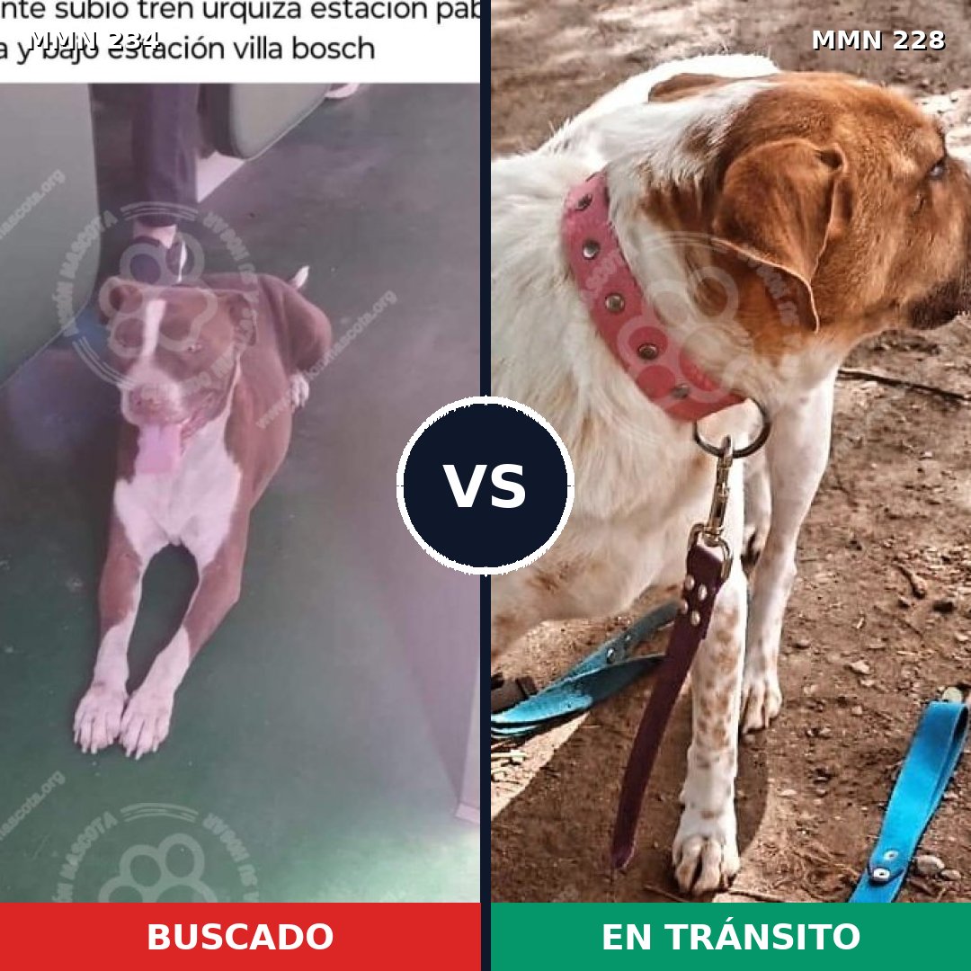 Comparativa MMS 5327: mascota perdida y mascota encontrada, 62% de similitud