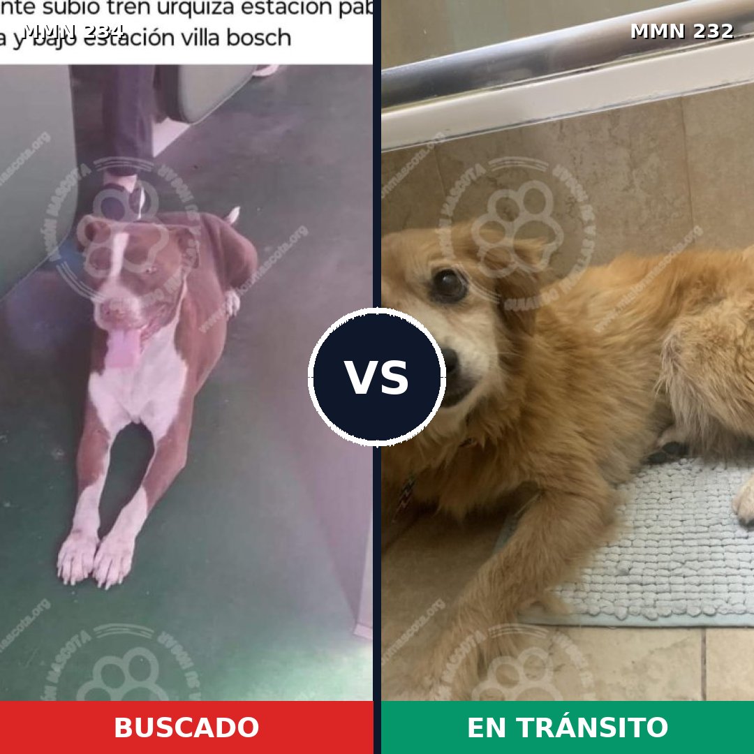 Comparativa MMS 5328: mascota perdida y mascota encontrada, 27% de similitud