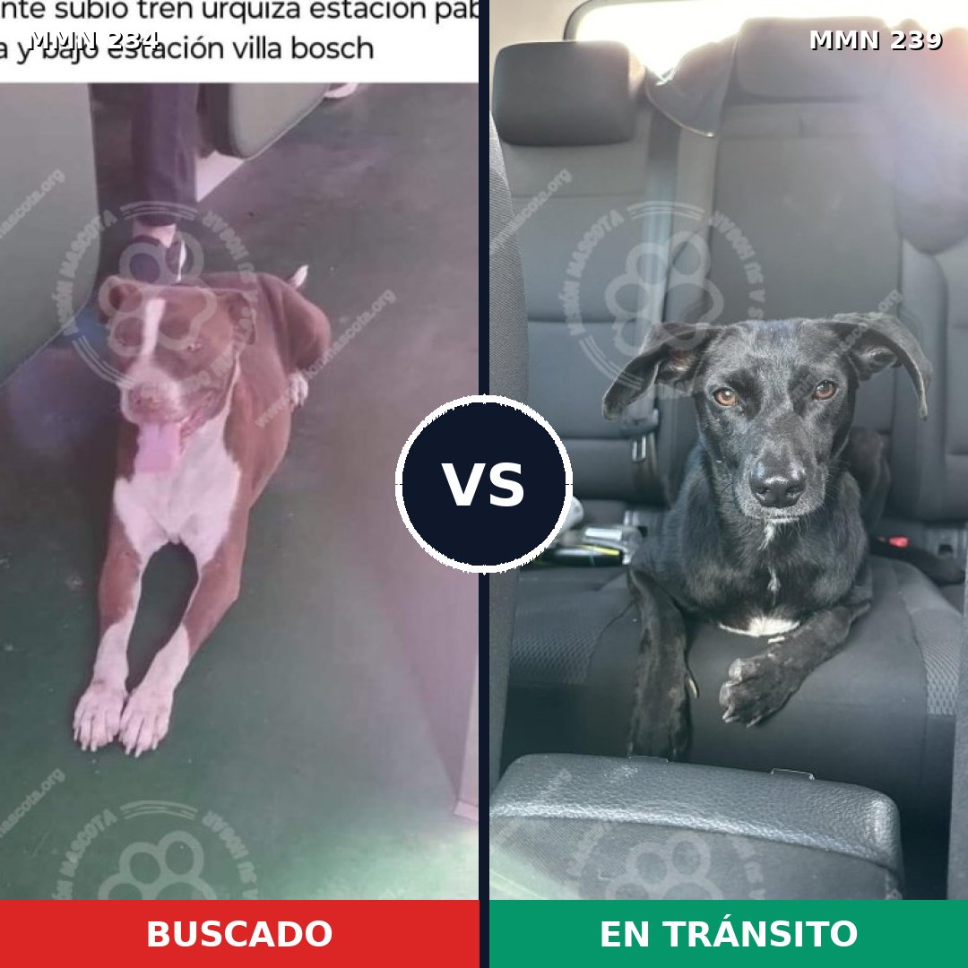 Comparativa MMS 5329: mascota perdida y mascota encontrada, 26% de similitud