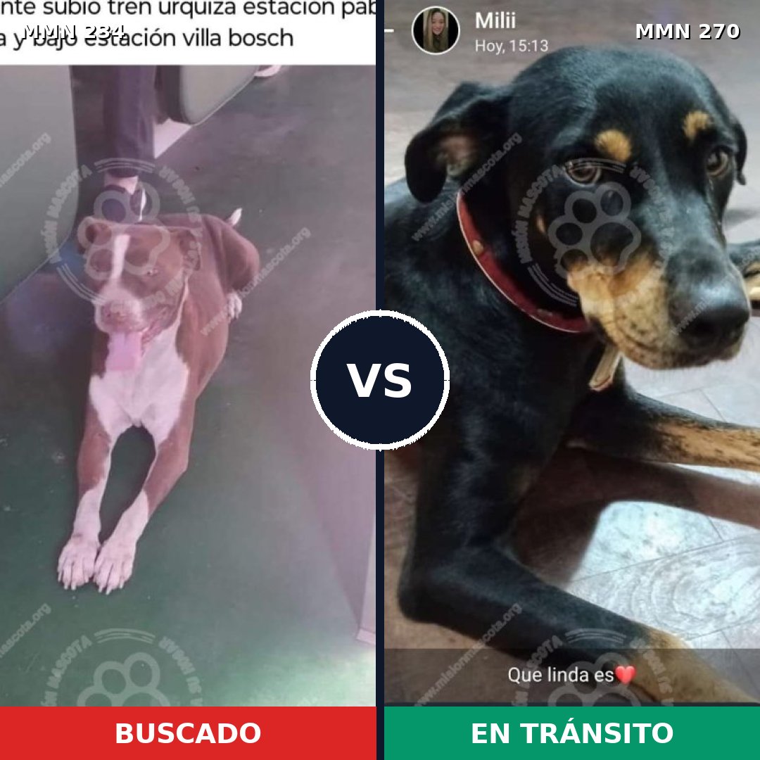 Comparativa MMS 5330: mascota perdida y mascota encontrada, 12% de similitud