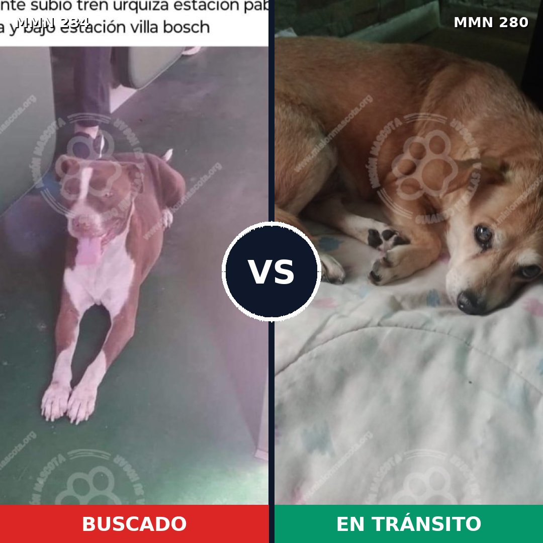 Comparativa MMS 5331: mascota perdida y mascota encontrada, 30% de similitud