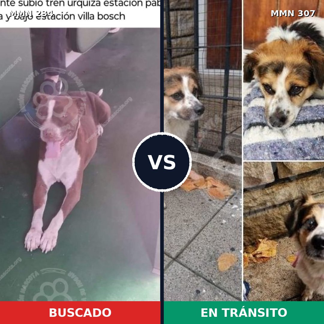 Comparativa MMS 5332: mascota perdida y mascota encontrada, 20% de similitud