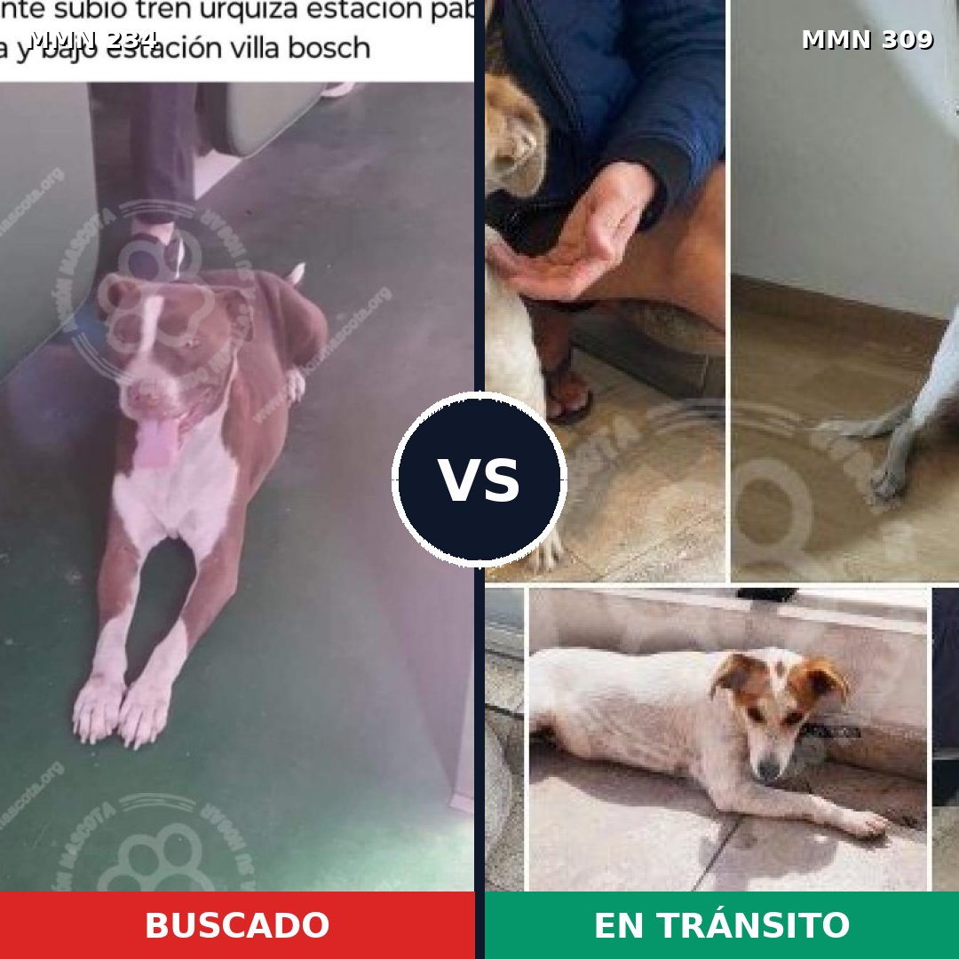 Comparativa MMS 5333: mascota perdida y mascota encontrada, 26% de similitud