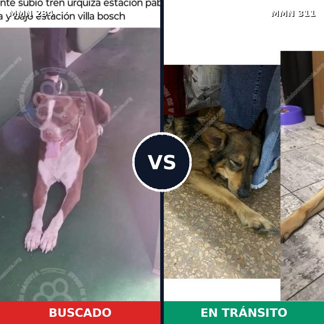 Comparativa MMS 5334: mascota perdida y mascota encontrada, 8% de similitud