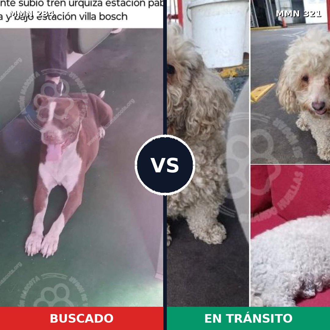 Comparativa MMS 5336: mascota perdida y mascota encontrada, 27% de similitud