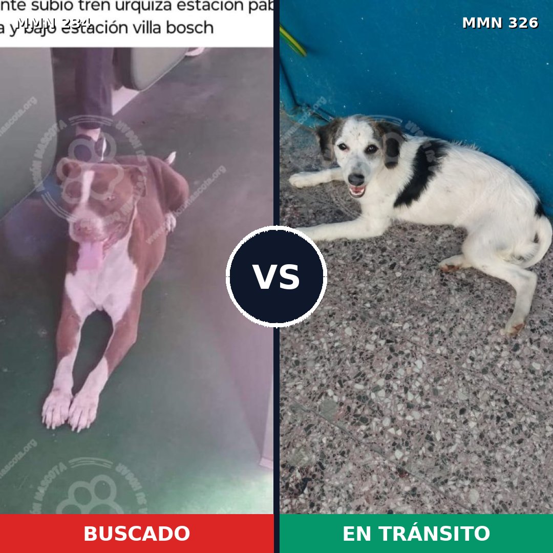 Comparativa MMS 5337: mascota perdida y mascota encontrada, 20% de similitud