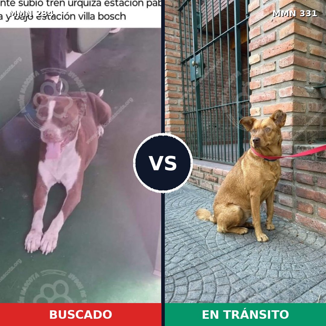 Comparativa MMS 5338: mascota perdida y mascota encontrada, 6% de similitud