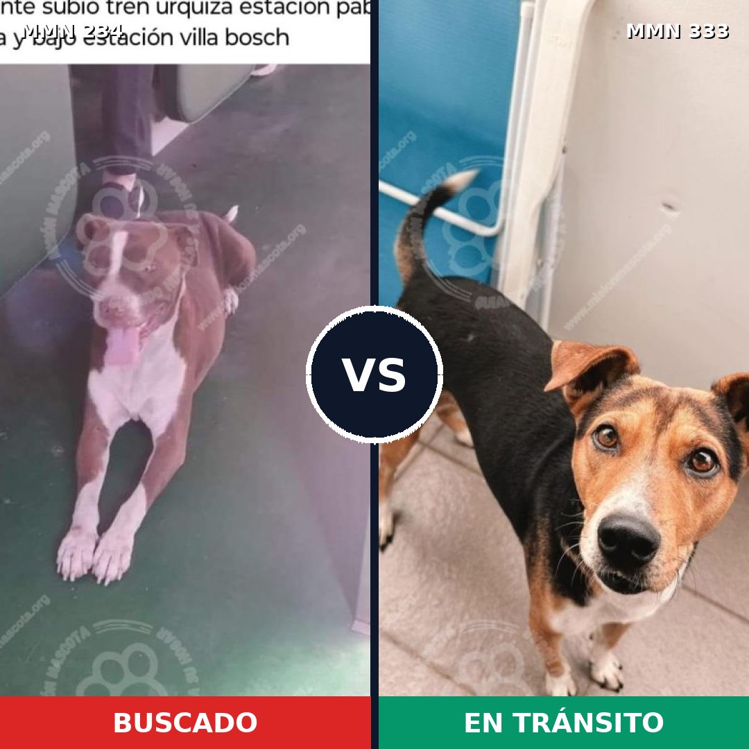 Comparativa MMS 5339: mascota perdida y mascota encontrada, 6% de similitud