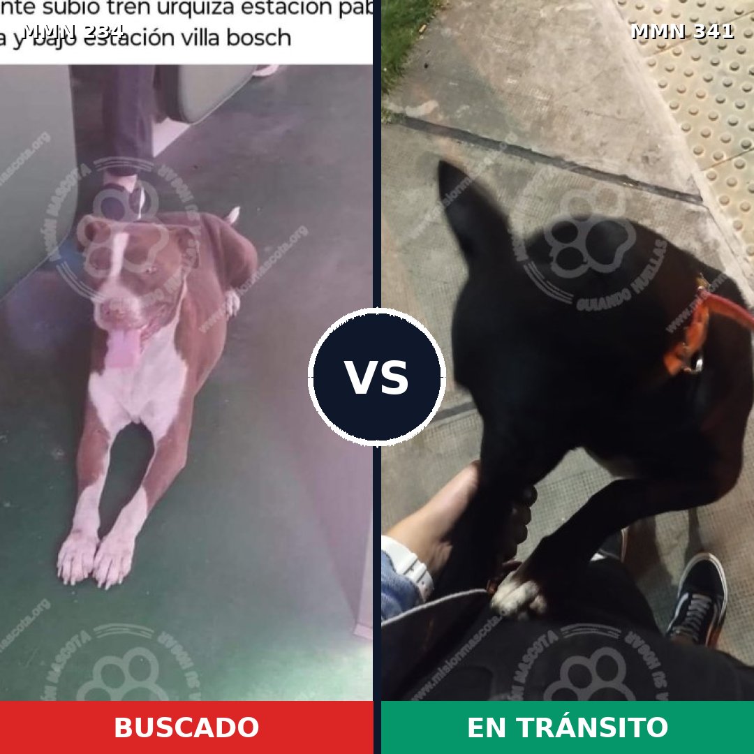 Comparativa MMS 5340: mascota perdida y mascota encontrada, 12% de similitud