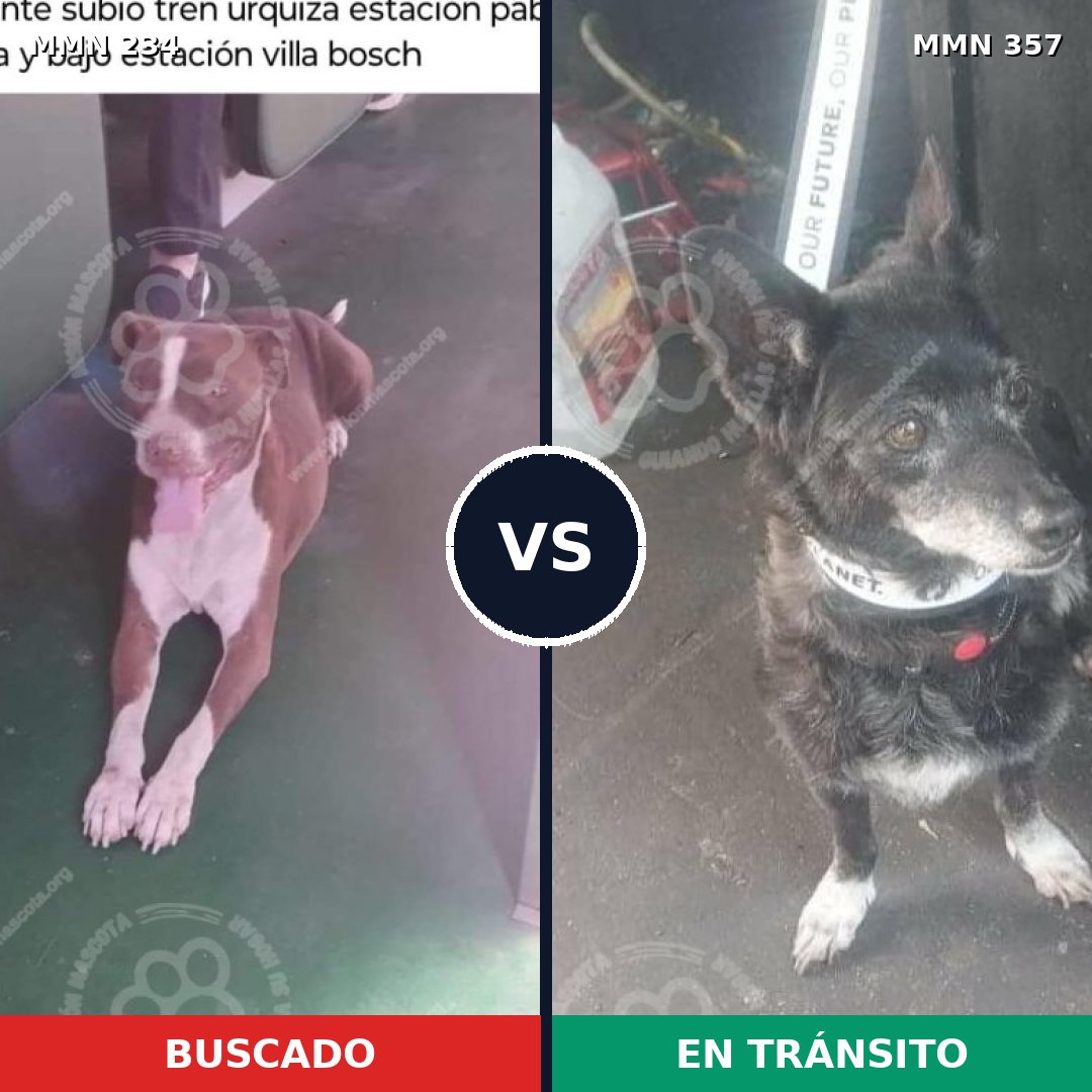 Comparativa MMS 5343: mascota perdida y mascota encontrada, 26% de similitud