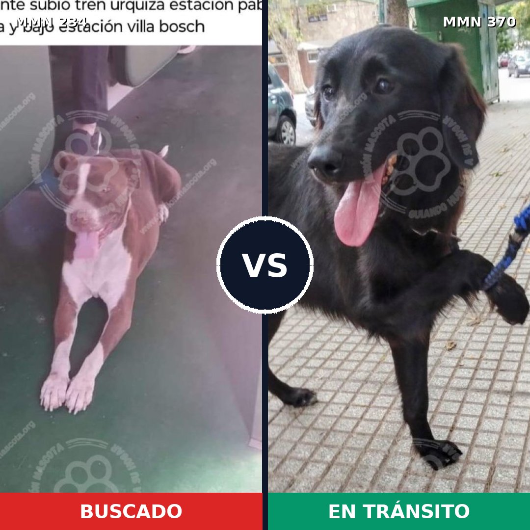 Comparativa MMS 5344: mascota perdida y mascota encontrada, 8% de similitud