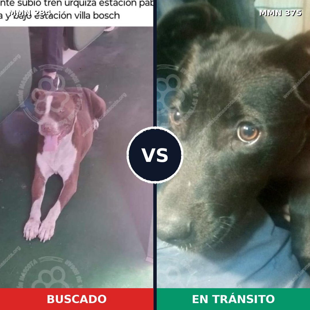 Comparativa MMS 5346: mascota perdida y mascota encontrada, 10% de similitud