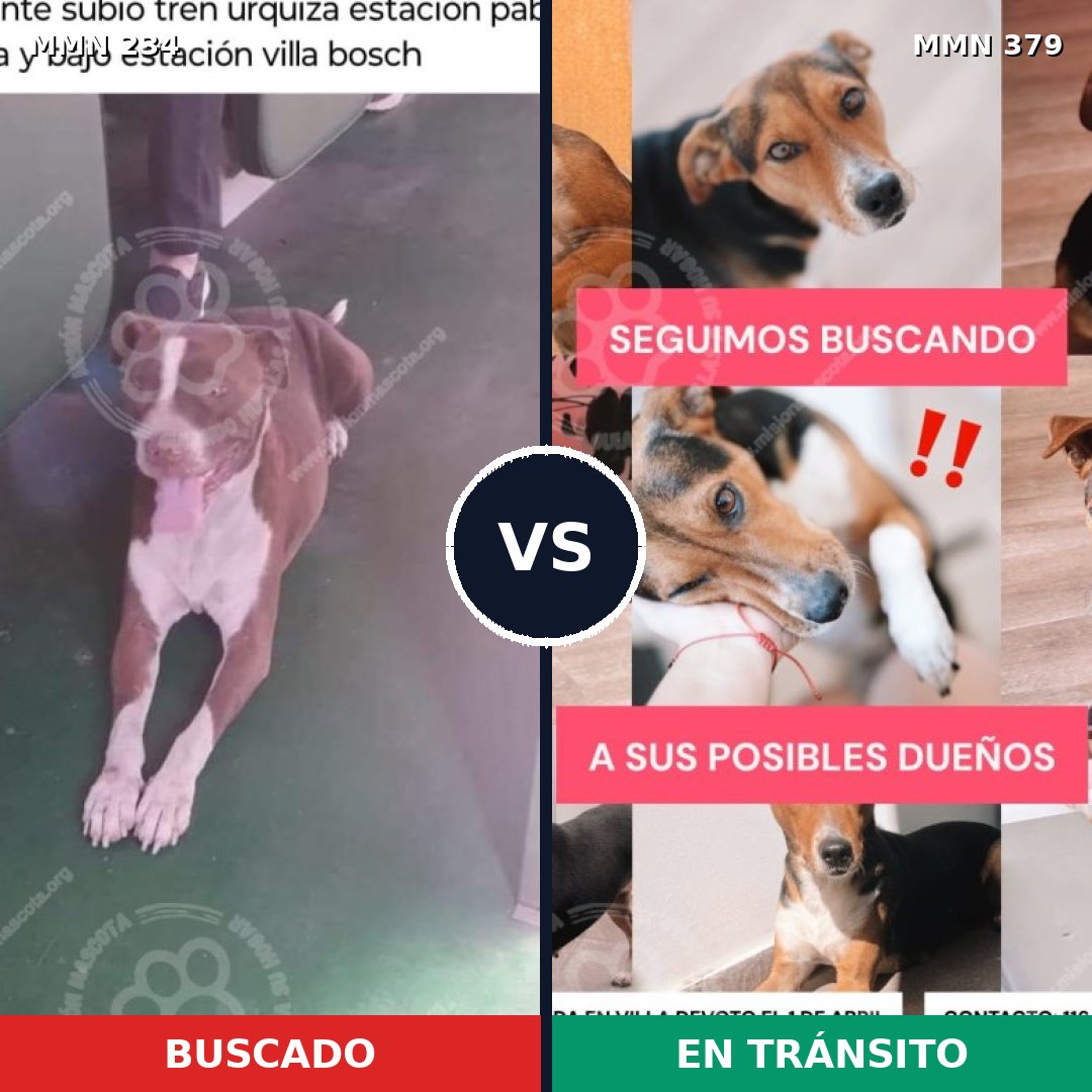 Comparativa MMS 5347: mascota perdida y mascota encontrada, 11% de similitud